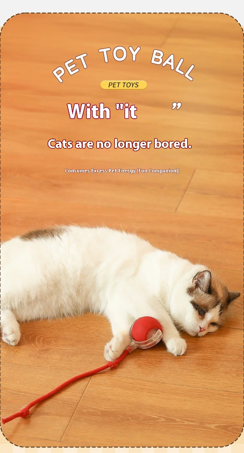 Your cat is bored again? Wait till she meets this!